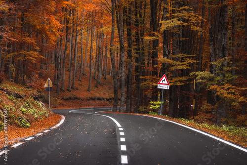 View of winding road cuts through a forest ablaze with the fiery hues of autumn, the asphalt gleaming under the canopy, Subiaco, Lazio, Italy.