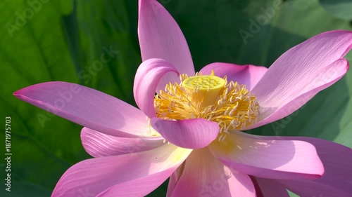 A close-up of the pink lotus flowers blooming in the park pond in summer
