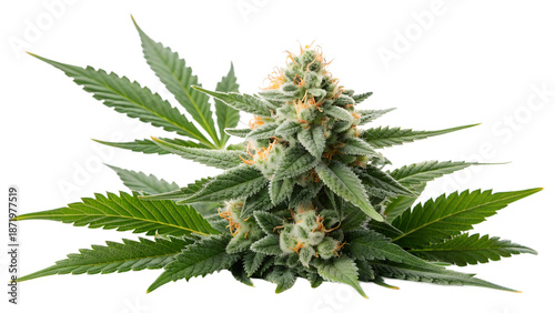 Fresh Green Medical Cannabis Buds with Leafy Foliage Isolated on White Background