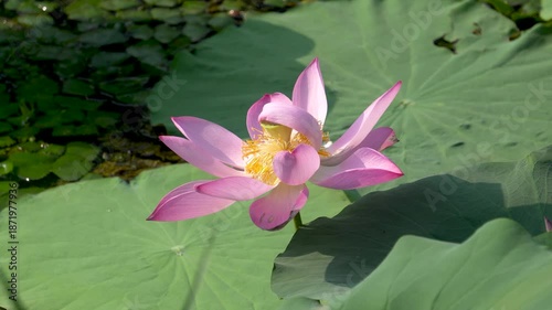 A close-up of the pink lotus flowers blooming in the park pond in summer