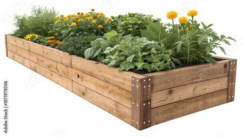 Lush Wooden Raised Garden Bed with Colorful Wildflowers and Spring Blooms Isolated on White