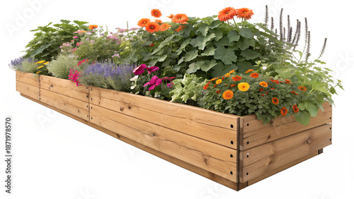 Lush Wooden Raised Garden Bed with Colorful Wildflowers and Spring Blooms Isolated on White