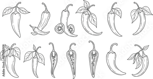 Black and white chili pepper botanical illustrations with seeds, leaves, cross sections, line art drawings for culinary and design use