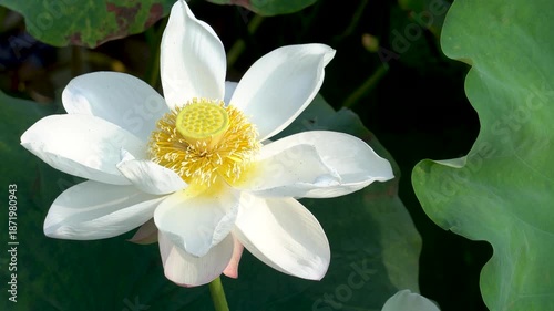 A close-up of the white lotus flowers blooming in the park pond in summer