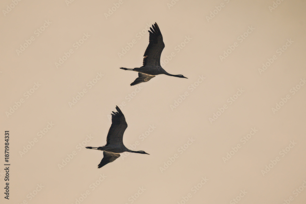Obraz premium Common Crane flying in the morning light in the Camargue