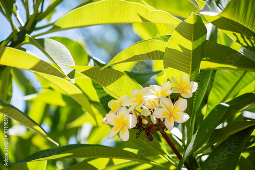 Billede på lærred Plumeria alba