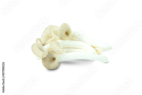 mushrooms isolated on white background, Fresh oyster mushrooms isolated on white background clipping path stack high angle view