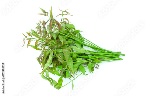 bunch of fresh herbs, Bunch of fresh Azadirachta indica (neem, margosa, or Indian lilac) leaves, sadao in Thai, isolated on white background top view flat lay stack