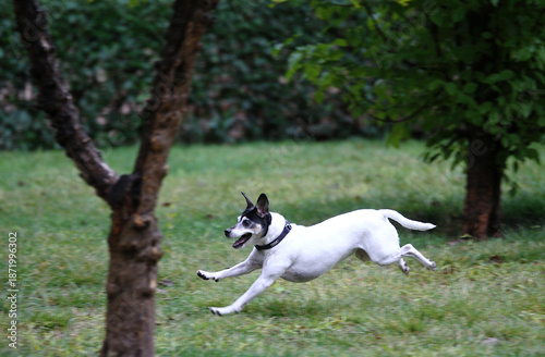 Принти на полотні Perro ratonero bodeguero saltando y jugando en el parque sobre hierba