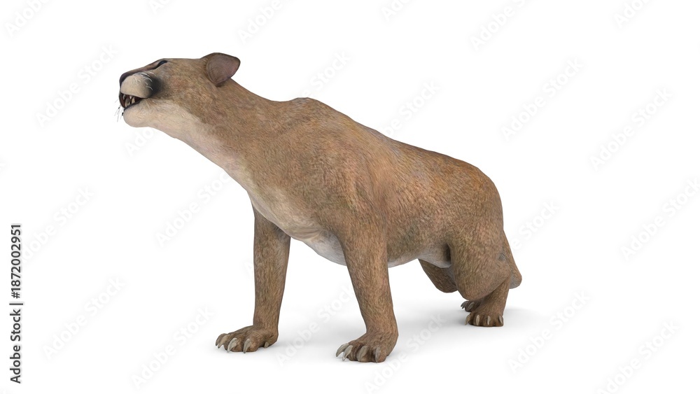 Obraz premium cougar big cat on white background