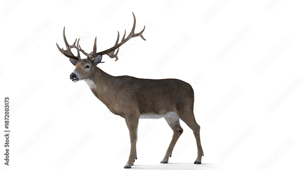 Obraz premium deer on white background