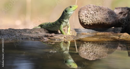 Ocellated lizard drinking at a water source in a Mediterranean forest of pines and oaks