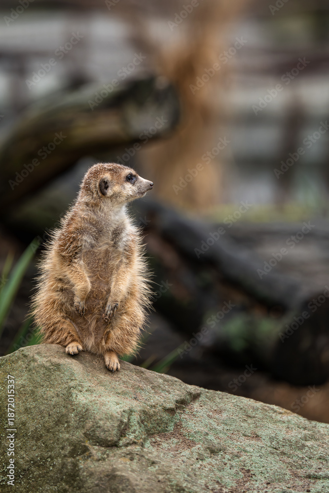 Fototapeta premium Close up view of the cute meerkat (Suricata suricatta) mongoose.