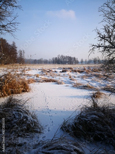 Tierspuren im Schnee 