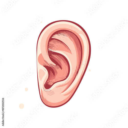 Anatomical Illustration of a Human Ear with Detailed Structure and Pink Skin Tone