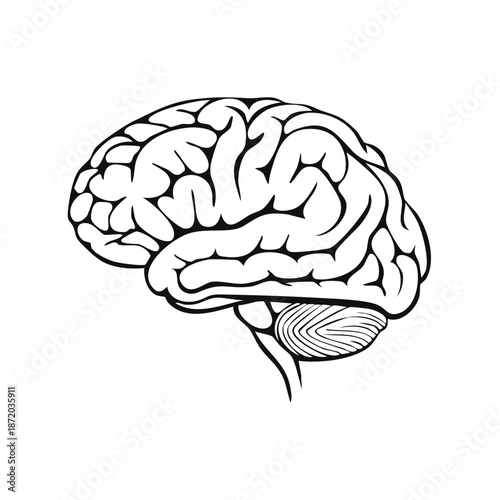 Stylized Vector Illustration of a Human Brain Anatomical Structure for Medical Educational Purposes