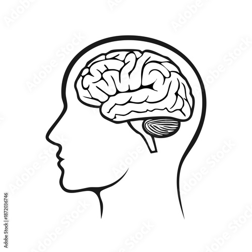 Human Brain Outline in Head Silhouette Medical Illustration Anatomy Study