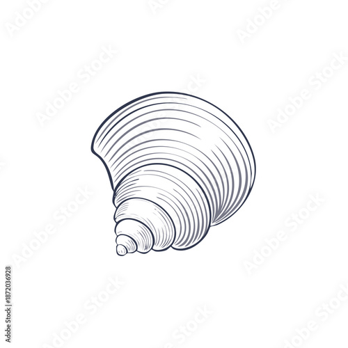 Elegant Shell Sketch Showing Intricate Spiral Patterns on a White Backdrop