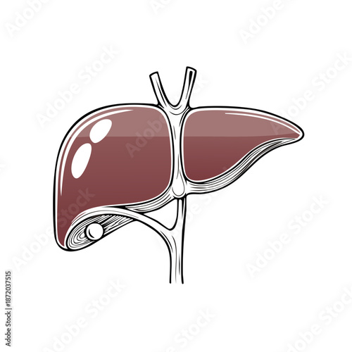 Illustrated Liver Anatomy Sketch Art Depicts the Organ's Structure and Bile Ducts for Medical Study
