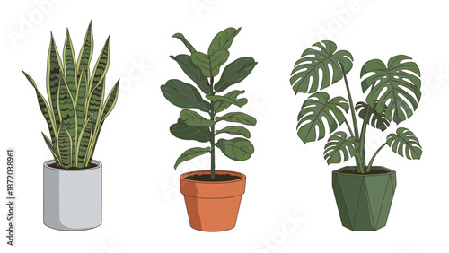 Three indoor plants in pots