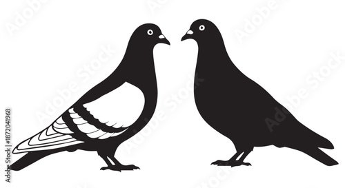 Two pigeons, one black and white, one solid black, isolated on transparent background