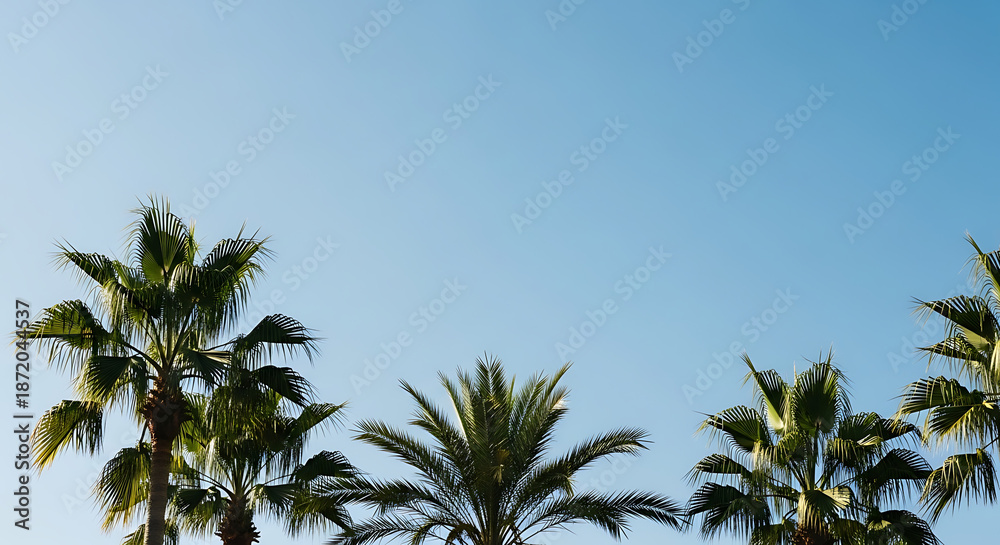 Fototapeta premium Tropical Palm Trees Under Bright Blue Sky
