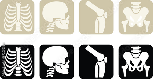 Detailed skeleton anatomy diagrams vector skull ribcage pelvis knee