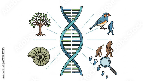 Illustration of dna double helix structure surrounded by symbols of evolution and research on white background with genetics and science and biology