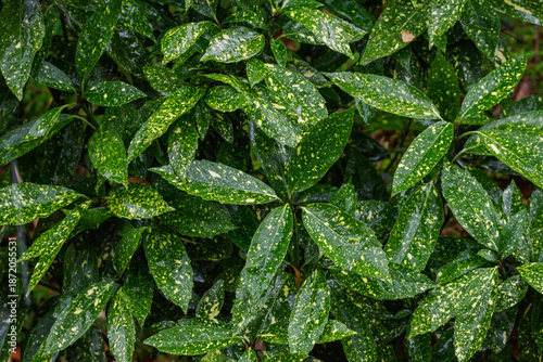 Tableau sur toile Beautiful green leaves with yellow spots from the Japanese aucuba shrub