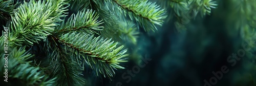 Close-up of Fresh Green Pine or Fir Tree Branches with a Dark, Blurred Background.
