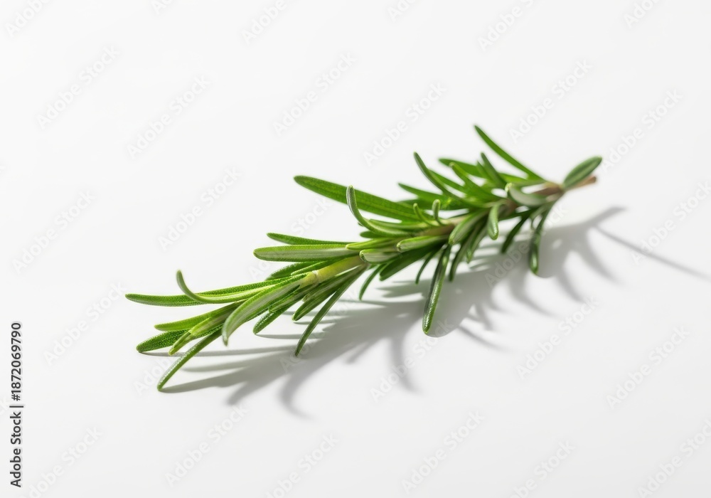 Fototapeta premium Single sprig of fresh green herb rests diagonally on a bright white surface
