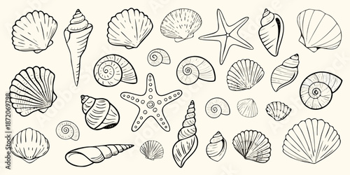 A collection of hand drawn seashells and starfish a coastal illustration