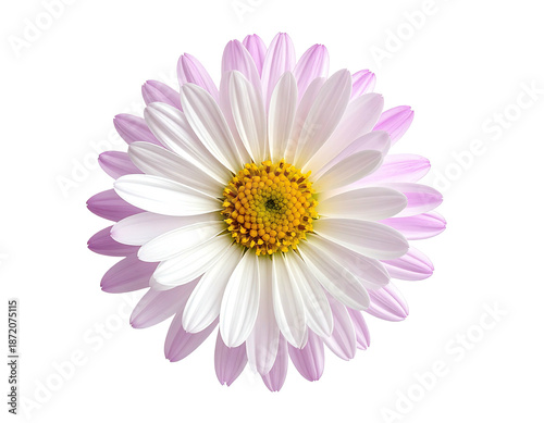 A close-up view of a vibrant daisy, featuring a yellow center and white & purple petals