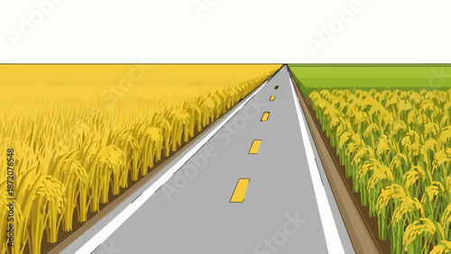 A gray road with yellow lane markings divides two ripe rice fields under a white sky