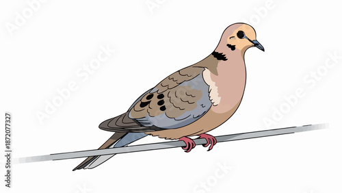 A detailed illustration of a mourning dove perched on a wire