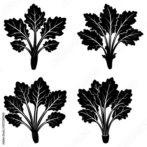 Four Black Rhubarb Plant Silhouettes on White Background leaf leaves
