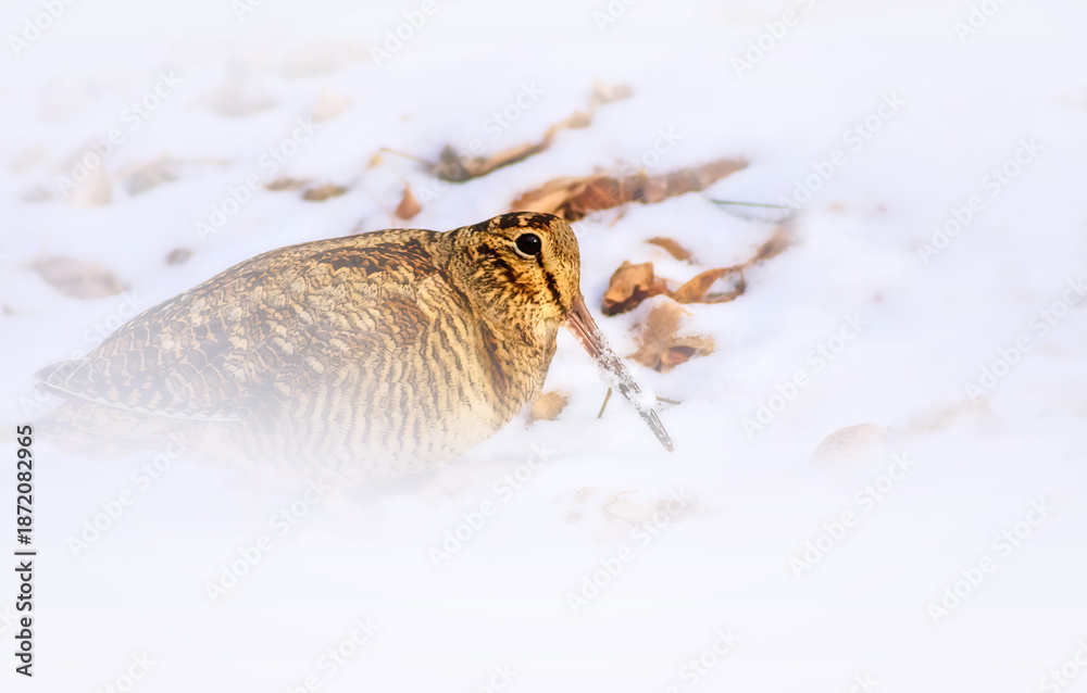 Obraz premium Woodcock. Winter nature background. Bird: Eurasian Woodcock. Scolopax rusticola. 