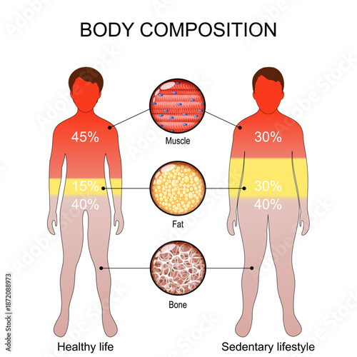 Body composition. Close-up of Muscle, Bone, and Fat tissue. The difference between a sedentary lifestyle and healthy life style