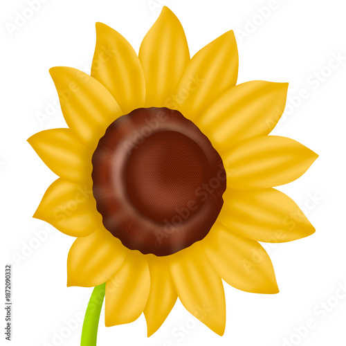 sunflower on white background