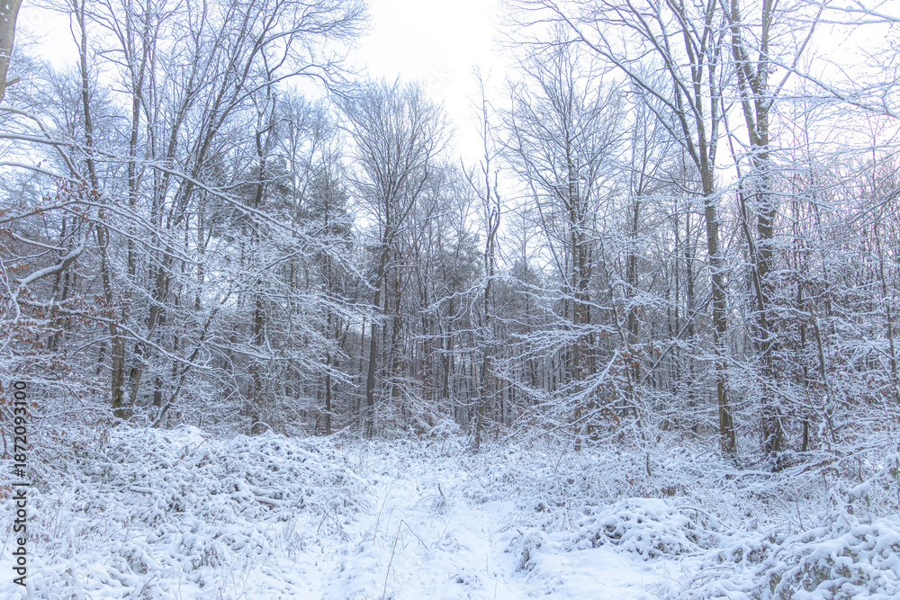 Fototapeta premium A winter deciduous forest where brown fallen leaves are covered with fresh snow. Bare trees and soft light create a quiet, cold atmosphere, showing the contrast between autumn remains and winter calm.