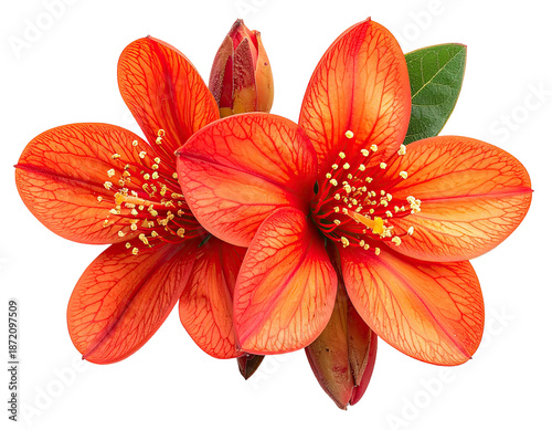 Close-up of vibrant orange flowers with detailed petals and a green leaf