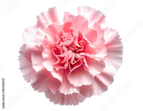 Isolated, perfectly bloomed pink carnation against a stark black background, highlighting petals