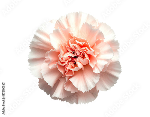 Isolated, delicate pale pink flower head, tightly packed petals on a stark black background
