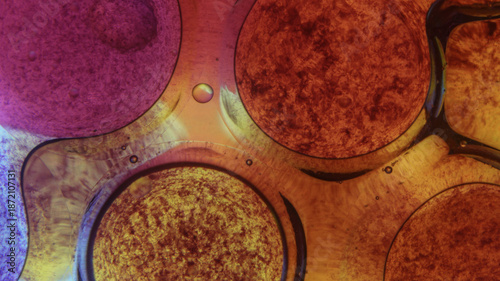 abstract background with bubbles, Vibrant Abstract Oil and Water Bubbles with Gradient Colors Background image