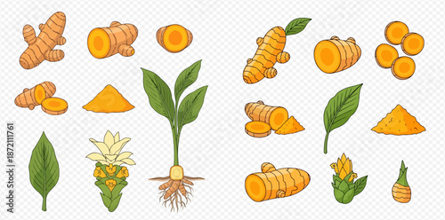 Turmeric plant, roots, rhizomes, slices, powder, and flower set in cartoon style.
