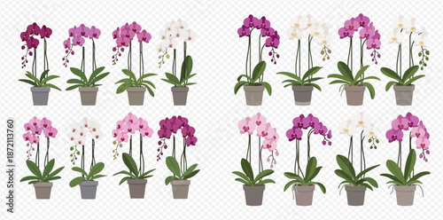 Set of beautiful potted orchid flowers in various colors, vector illustration on transparent background.