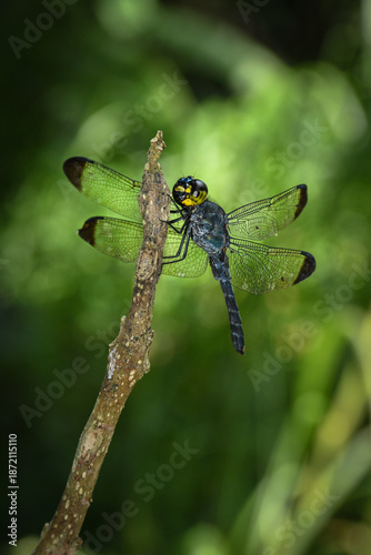 Detailed Macro of a Blue and Yellow Dragonfly Perched on a Vertical Branch – Intricate Wings and Compound Eyes with Green Bokeh Background