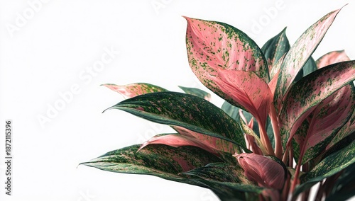 Close-up of a vibrant Chinese Evergreen plant with pink and green variegated leaves against a white background