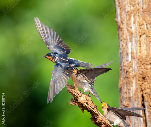 Pacific Swallows