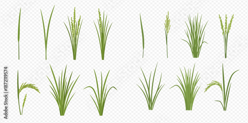 Set of green rice plants and leaves, isolated on a transparent background, depicting various stages of growth and individual elements.